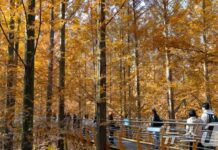 대전 장태산휴양림의 가을 : 네이트 뉴스