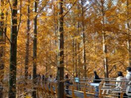 대전 장태산휴양림의 가을 : 네이트 뉴스