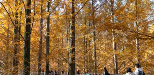 대전 장태산휴양림의 가을 : 네이트 뉴스