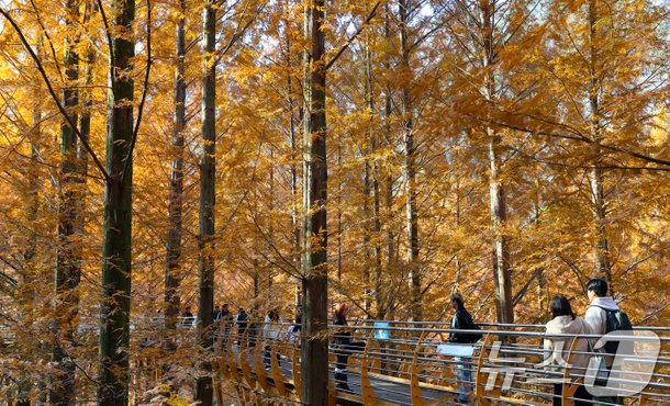 대전 장태산휴양림의 가을