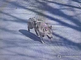 대전 오월드 탈출 늑대, 청주서 목격 신고…수색 종료(종합)