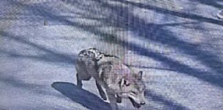 대전 오월드 탈출 늑대, 청주서 목격 신고…수색 종료(종합)