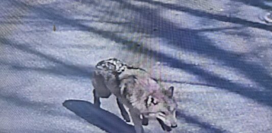 대전 오월드 탈출 늑대, 청주서 목격 신고…수색 종료(종합)