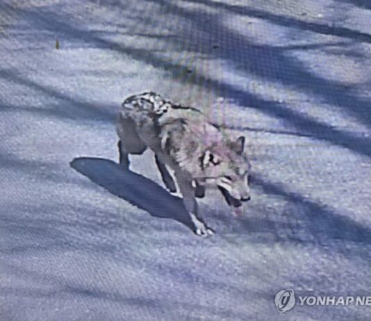 대전 오월드 탈출 늑대, 청주서 목격 신고…수색 종료(종합)